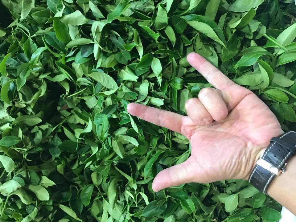 製茶的堅持圖片 製茶的堅持圖片